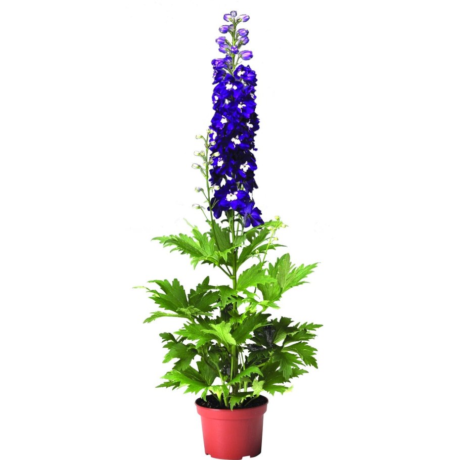 Дельфиниум ботаника