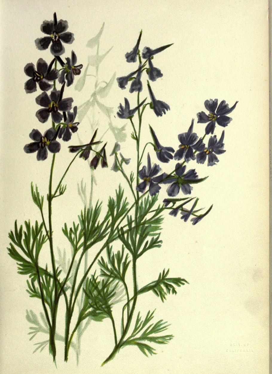 Живокость в народной медицине