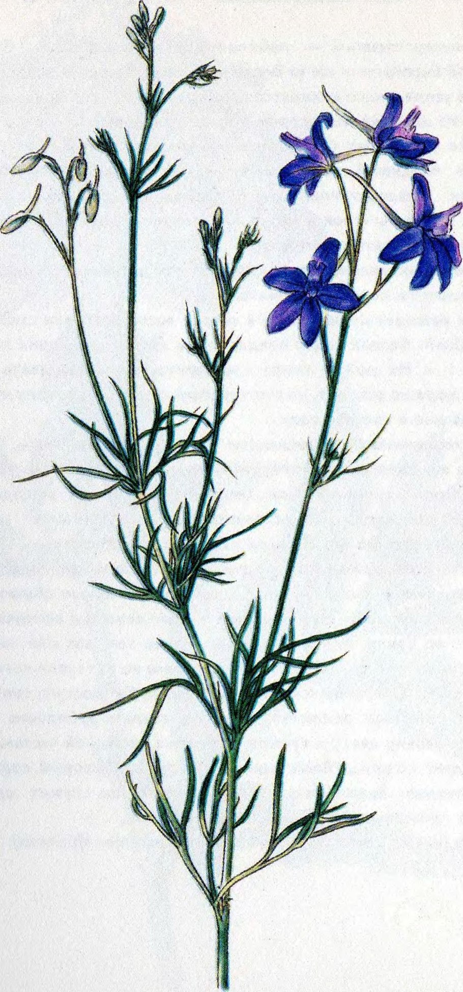 Delphinium cuneatum