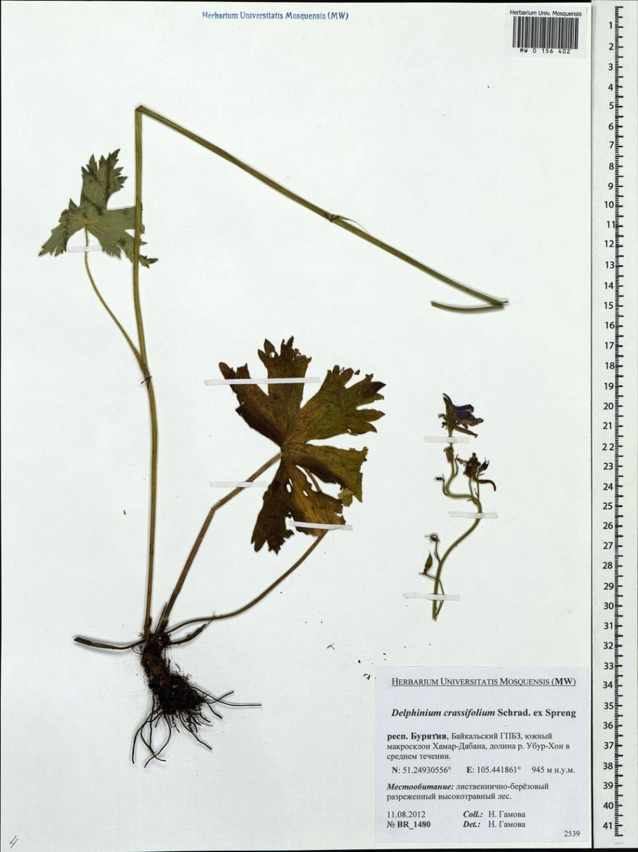 Живокость аптечная дельфиниум