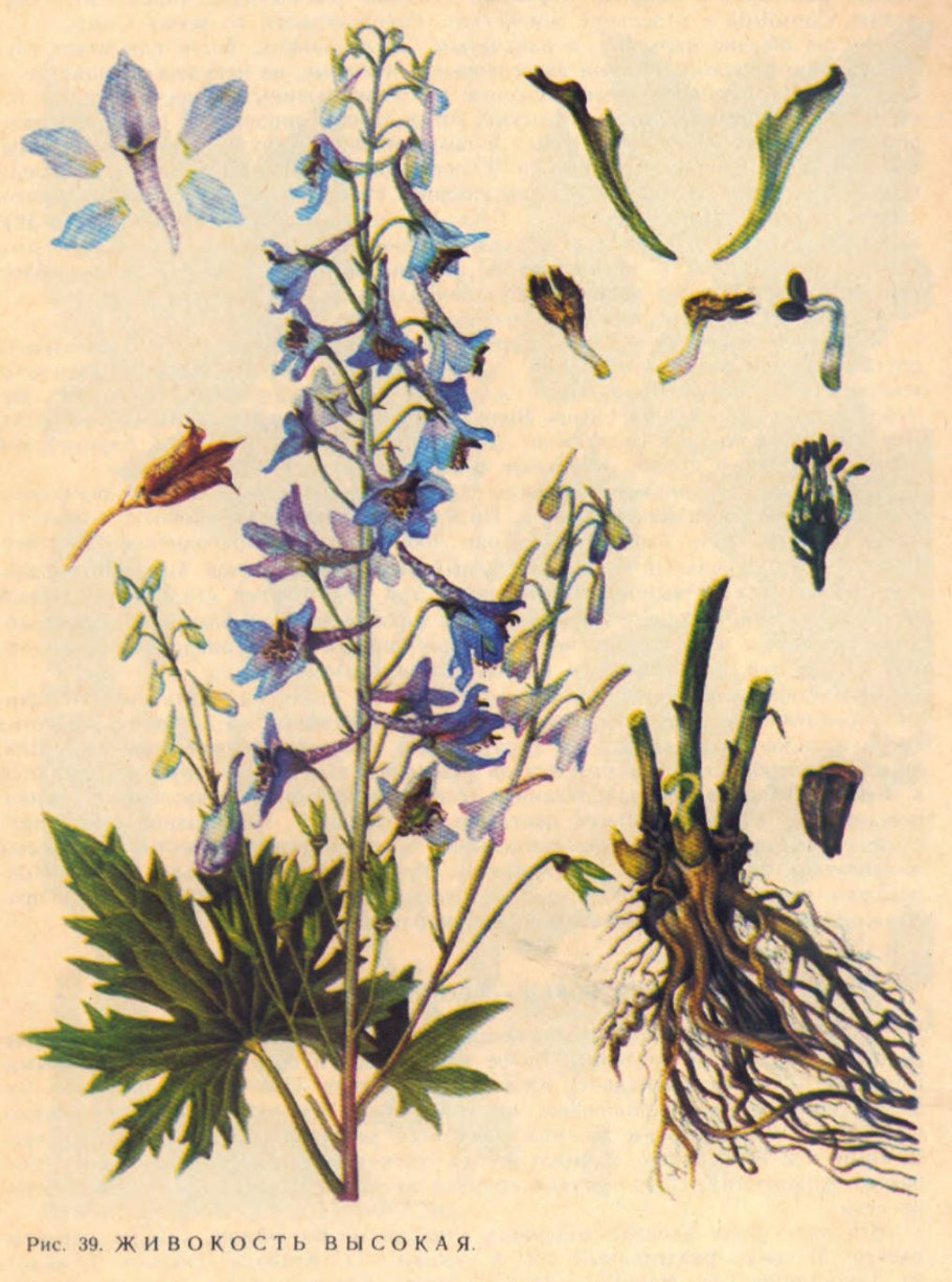 Окопник лекарственный Symphytum officinale