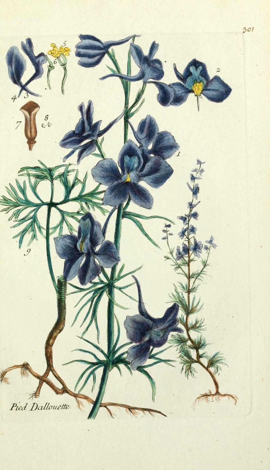 Живокость высокая гербарий