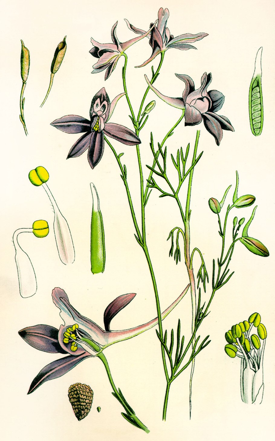 Живокость Полевая гербарий