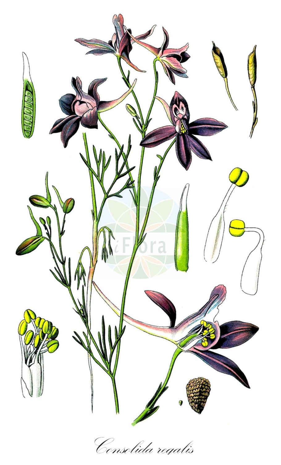 Дельфиниум Фиссум