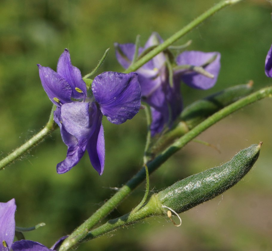 Живокость сетчатоплодная