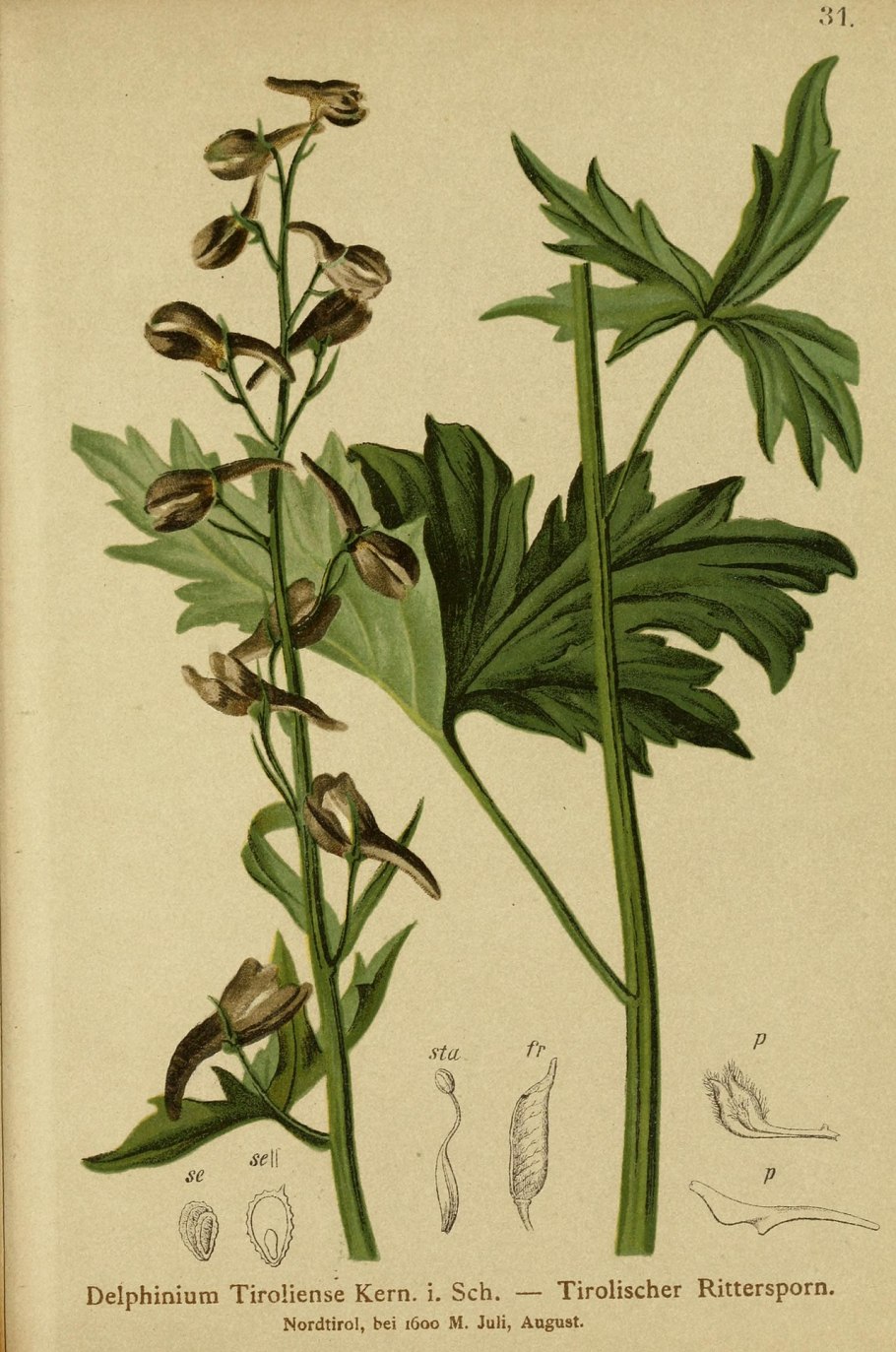 Дельфиниум живокость Полевая