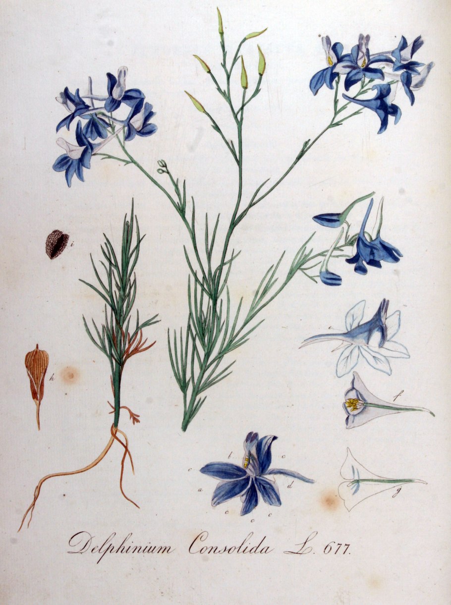 Дельфиниум живокость