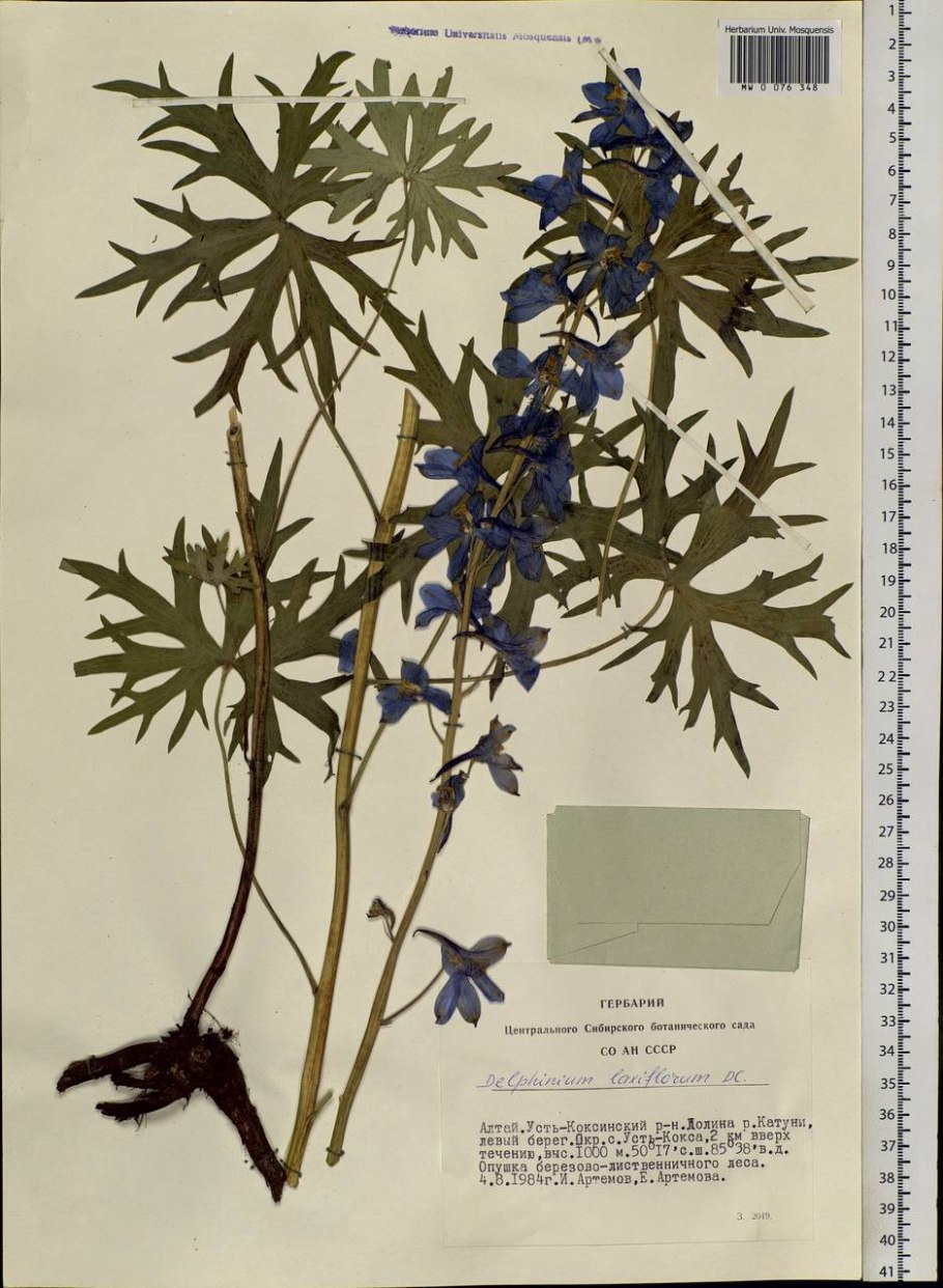 Глубина корневой системы деревьев