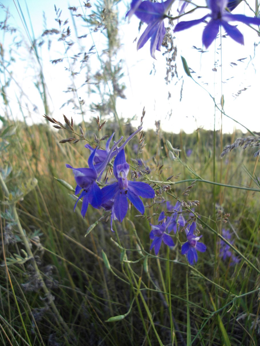 Живокость шпорник