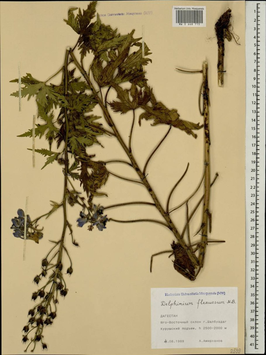 Живокость пушистоцветковая