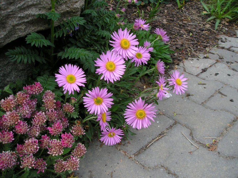 Астра Альпийская (Aster Alpinus) ‘Glory’