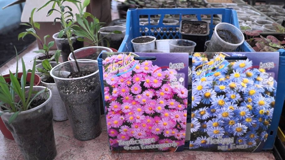 Астра сентябринка многолетняя