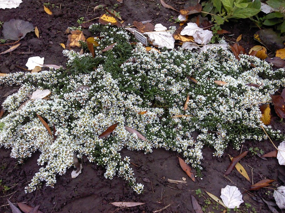 Астра Альпийская Иллирия