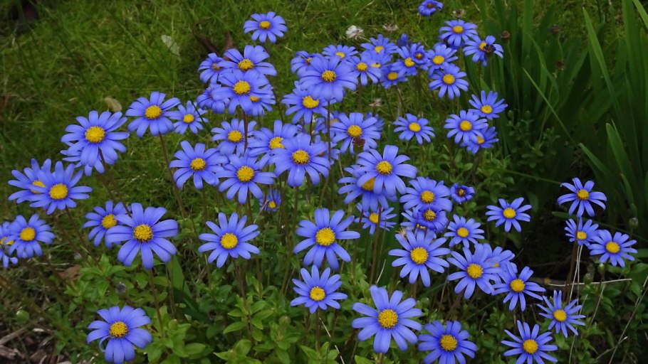 Астра кустарниковая Rosenwichtel