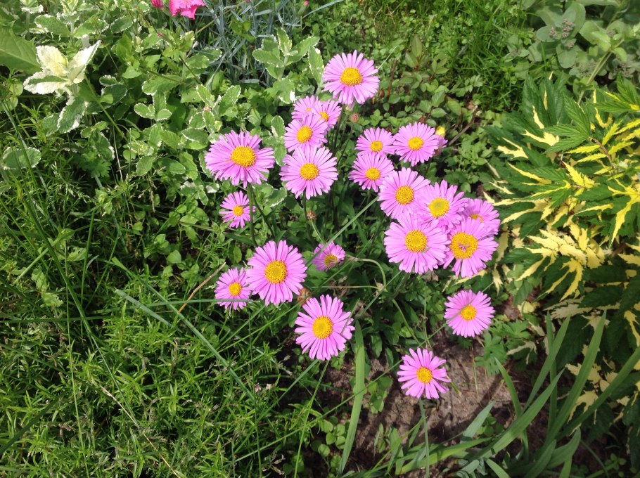 Астра Альпийская сентябринка