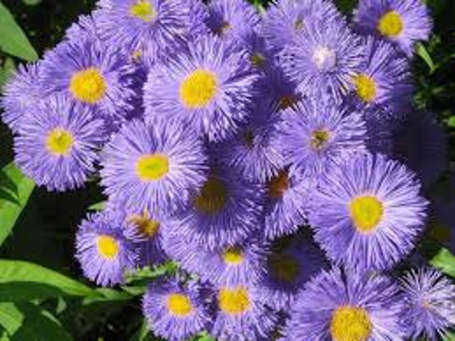 Астра новобельгийская Aster Novi-Belgii