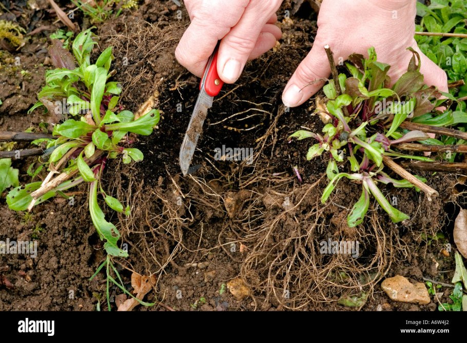 Астра кустарниковая многолетняя