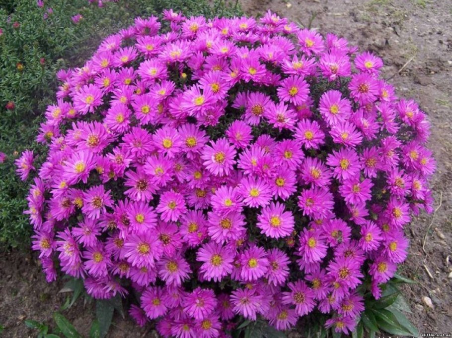 Астра многолетняя Aster Alpinus