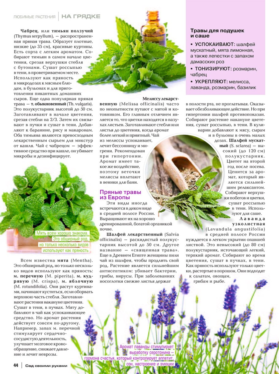 Трава медонос Иван чай