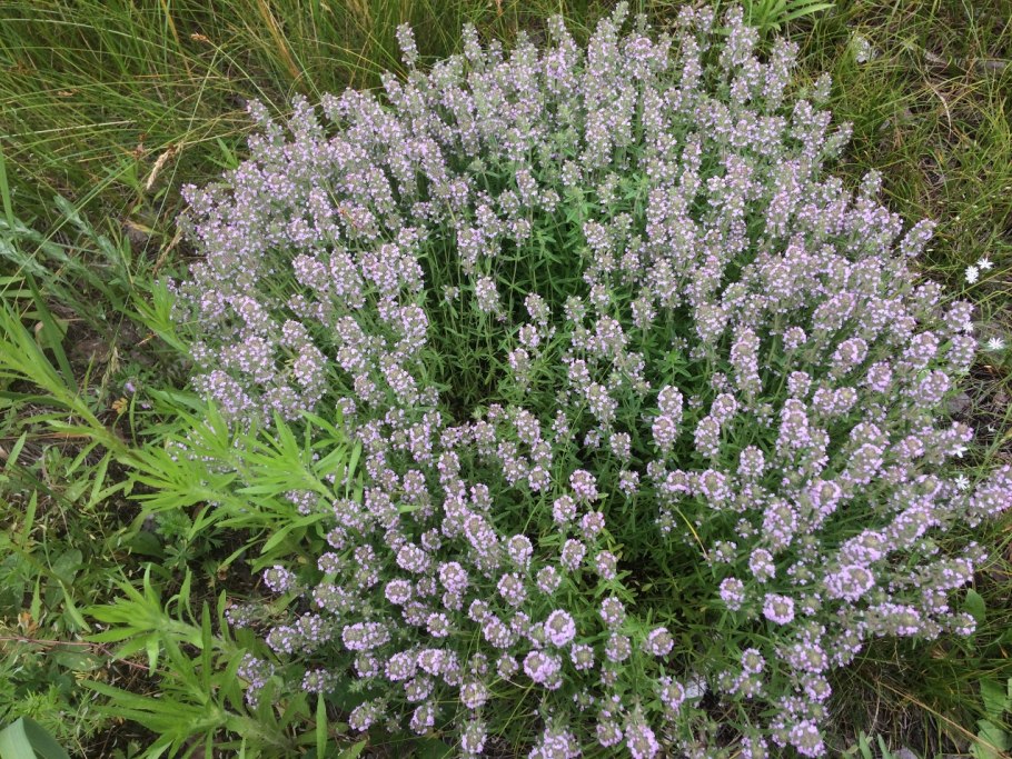 Лекарственные травы