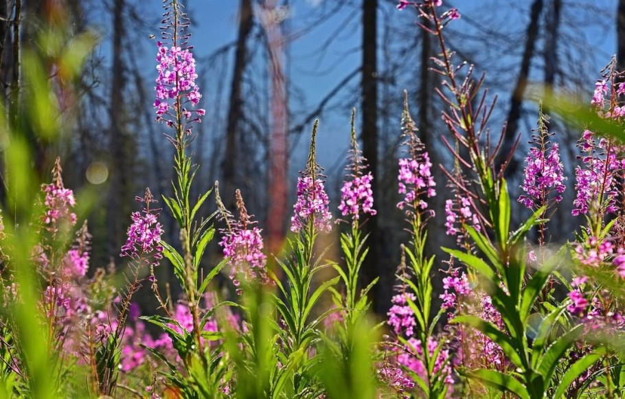 Кипрей узколистный иван чай