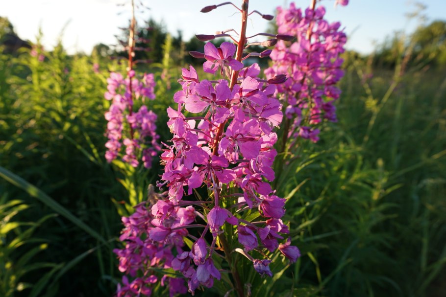 Луга Тверской области