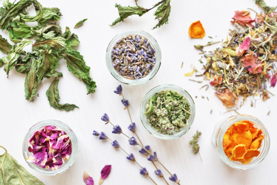 Дикоросы Ленинградской области