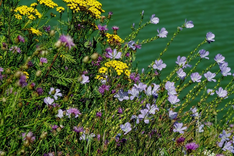 Мокрица трава лечебные