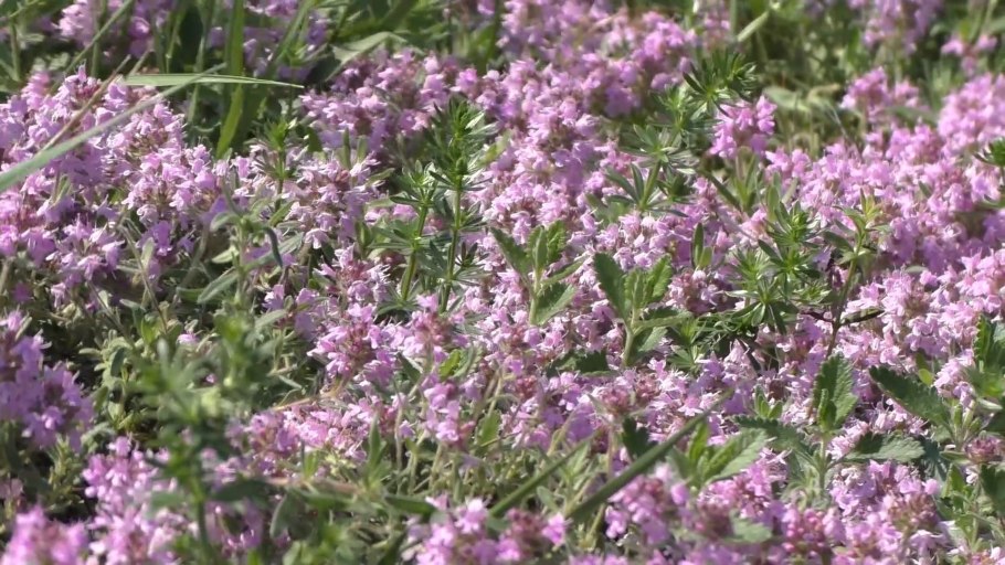 Растение козлятник лекарственный