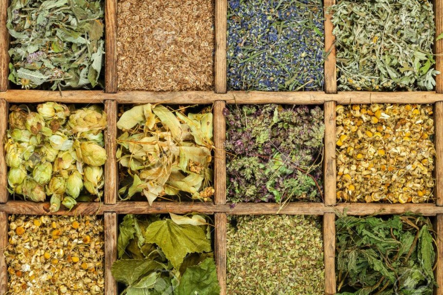 Цикорий Луговой