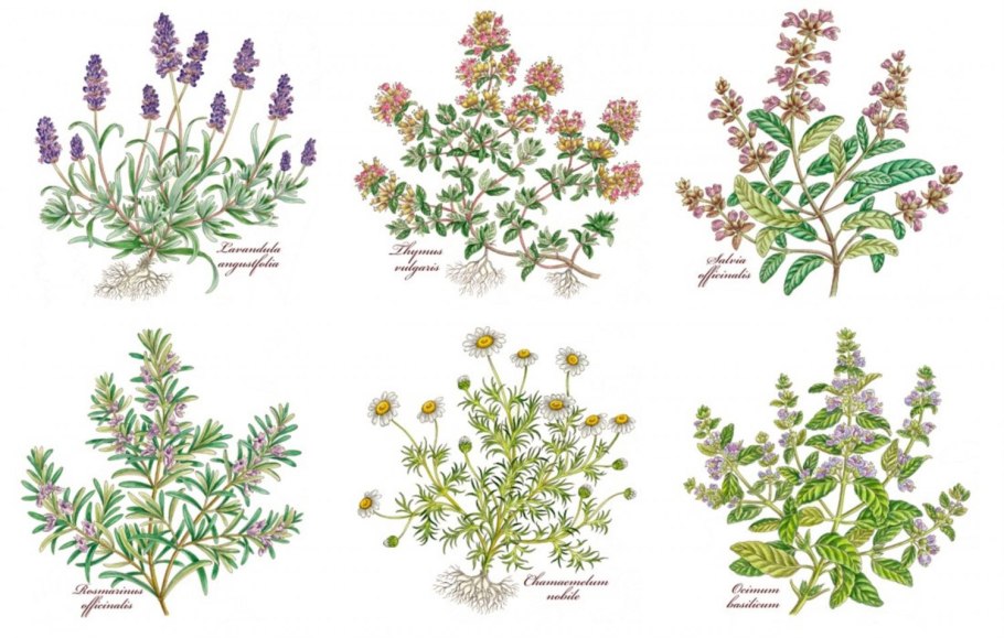 Кипрей узколистный Иван-чай