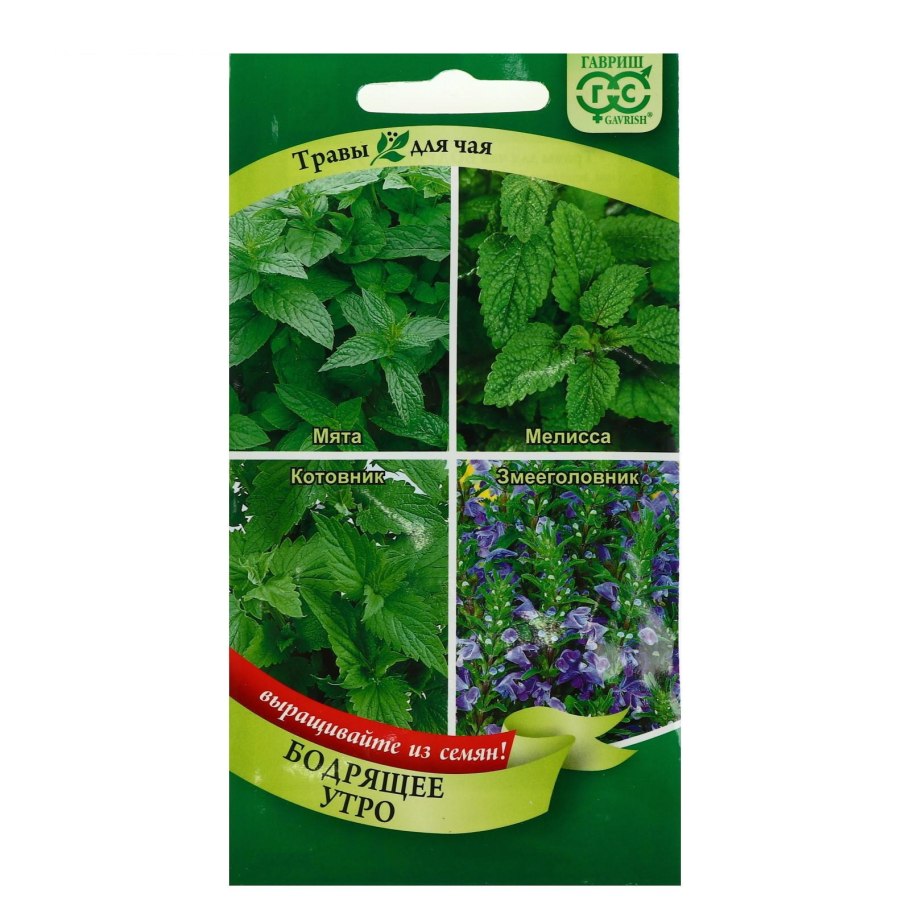 Шалфей толстолистный