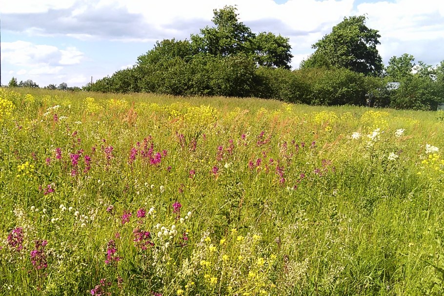 Полевая сирень трава