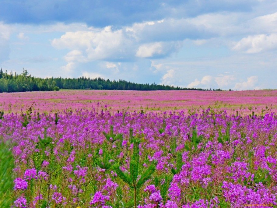 Синие полевые цветы