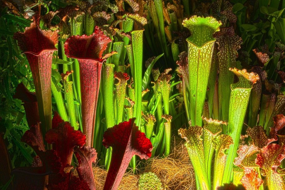 Sarracenia purpurea черный фон