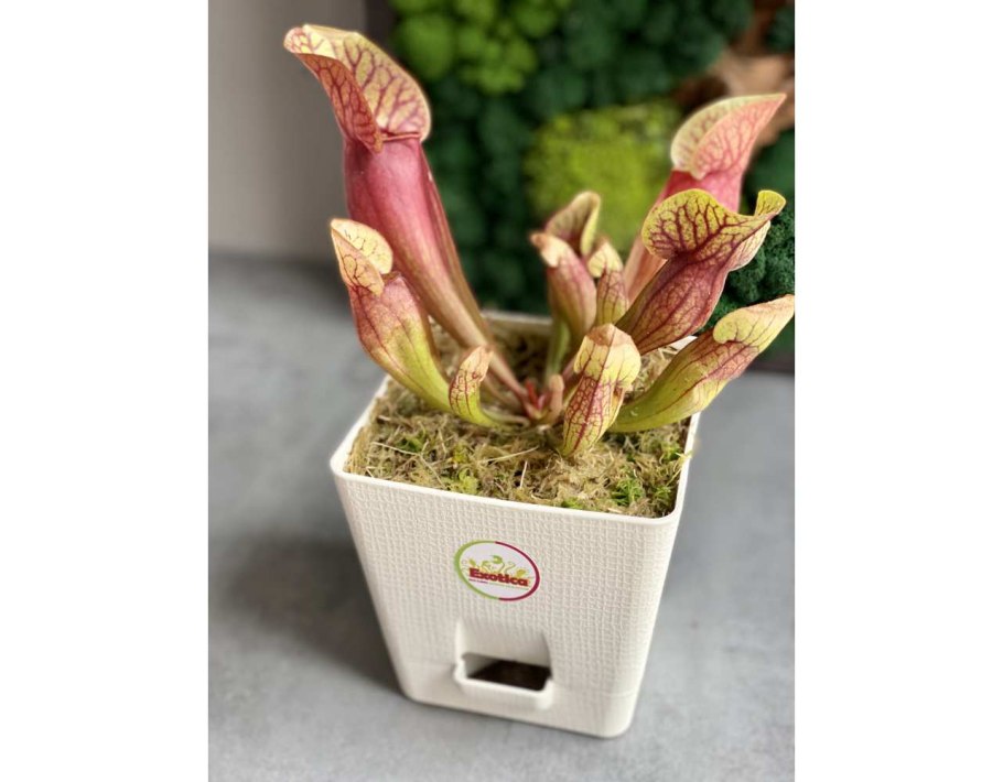 Sarracenia purpurea выращивание из семян