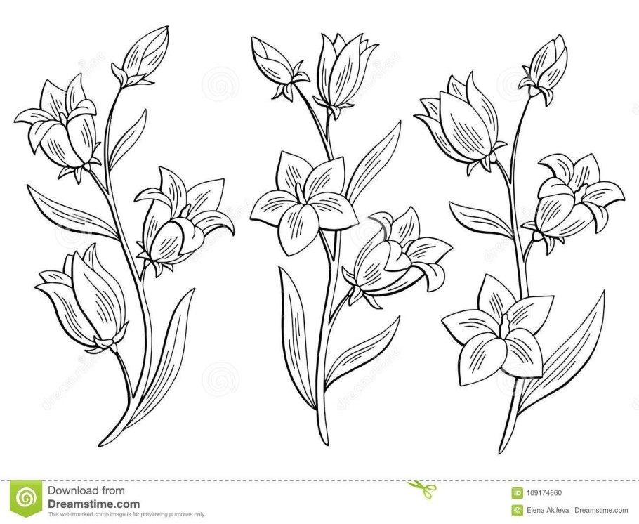 Колокольчик черно белый цвето