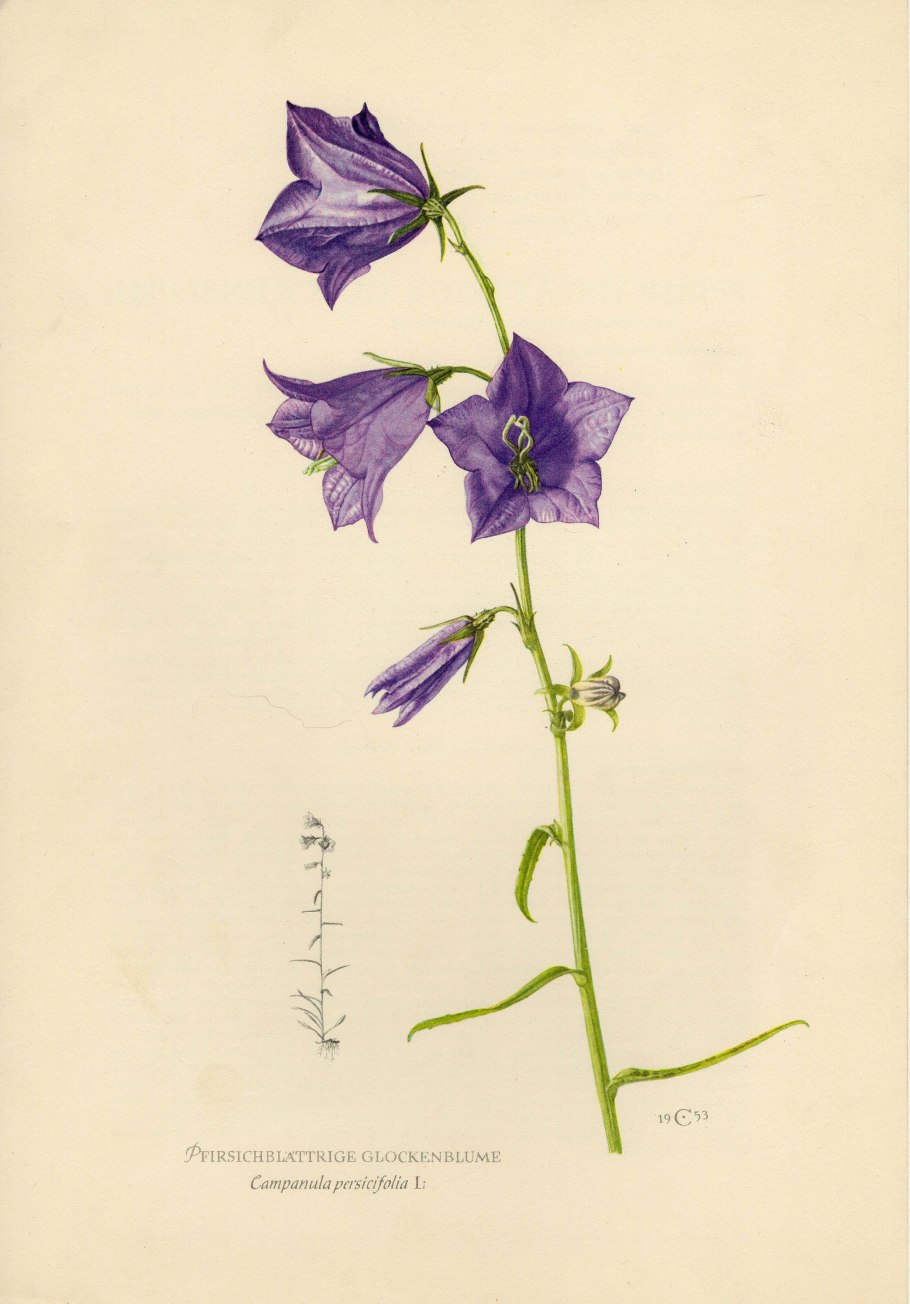Ботаника колокольчик персиколистный