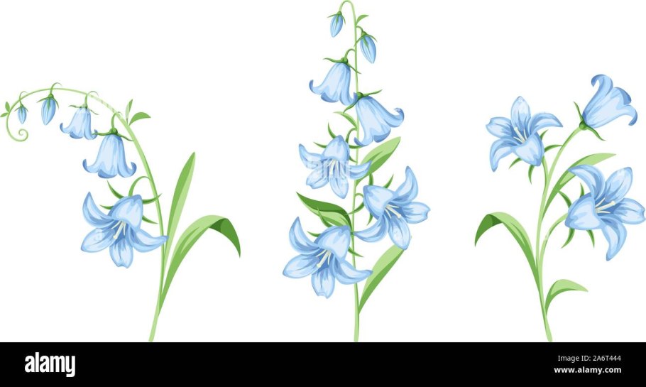 Колокольчики цветы на белом фоне вектор