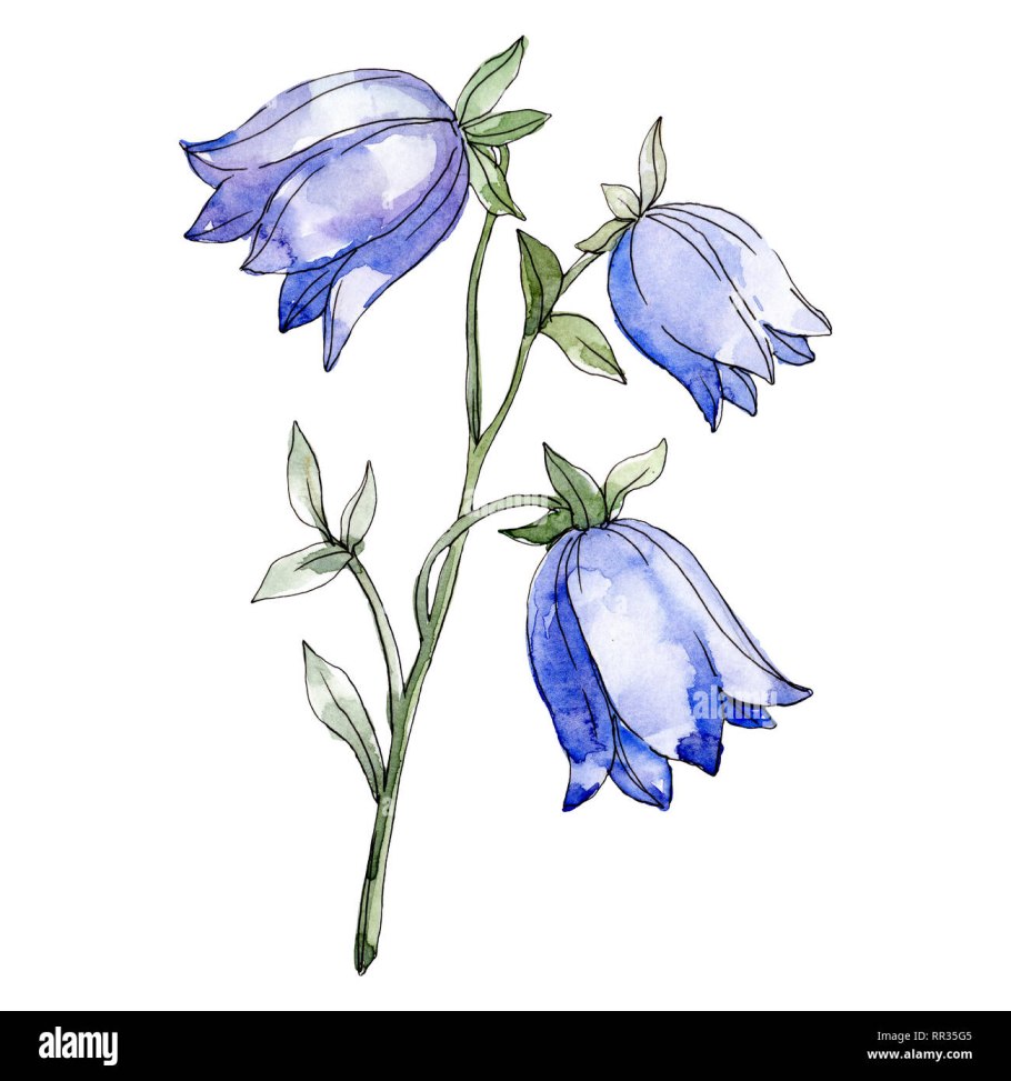 Голубые колокольчики акварель