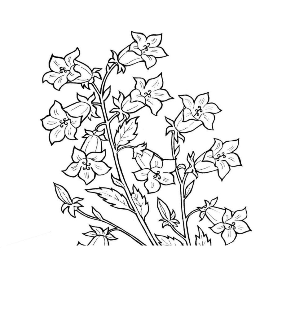 Раскраска полевые цветы колокольчик