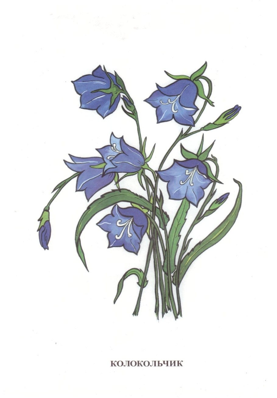 Колокольчик персиколистный рисунок