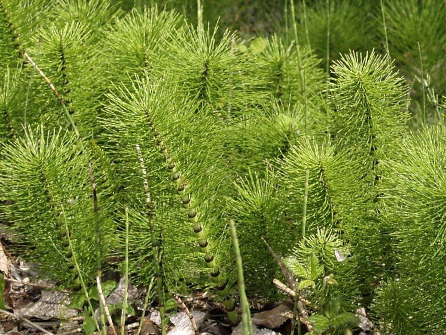 Хвощ большой Equisetum telmateia
