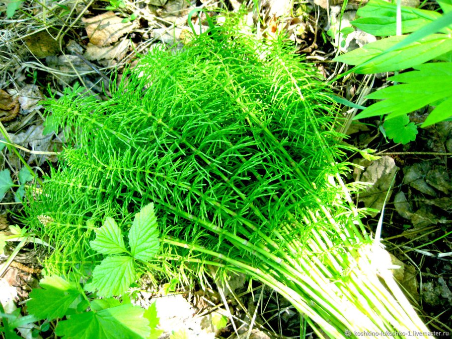 Хвощ полевой листья