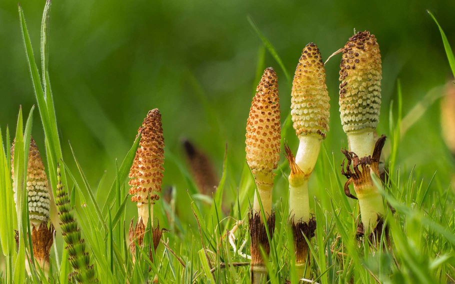 Хвощи осенние или летние