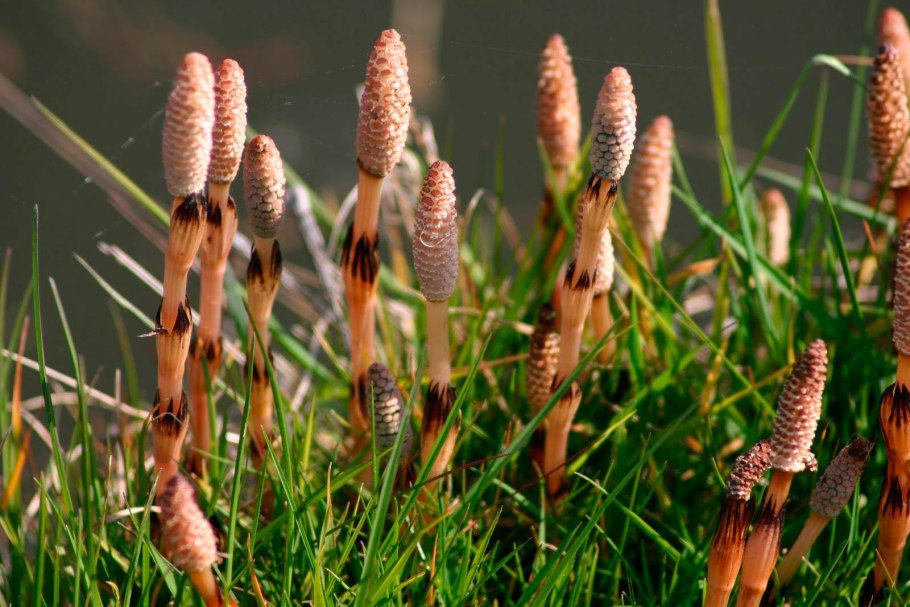 Плауна Lycopodium annotinum