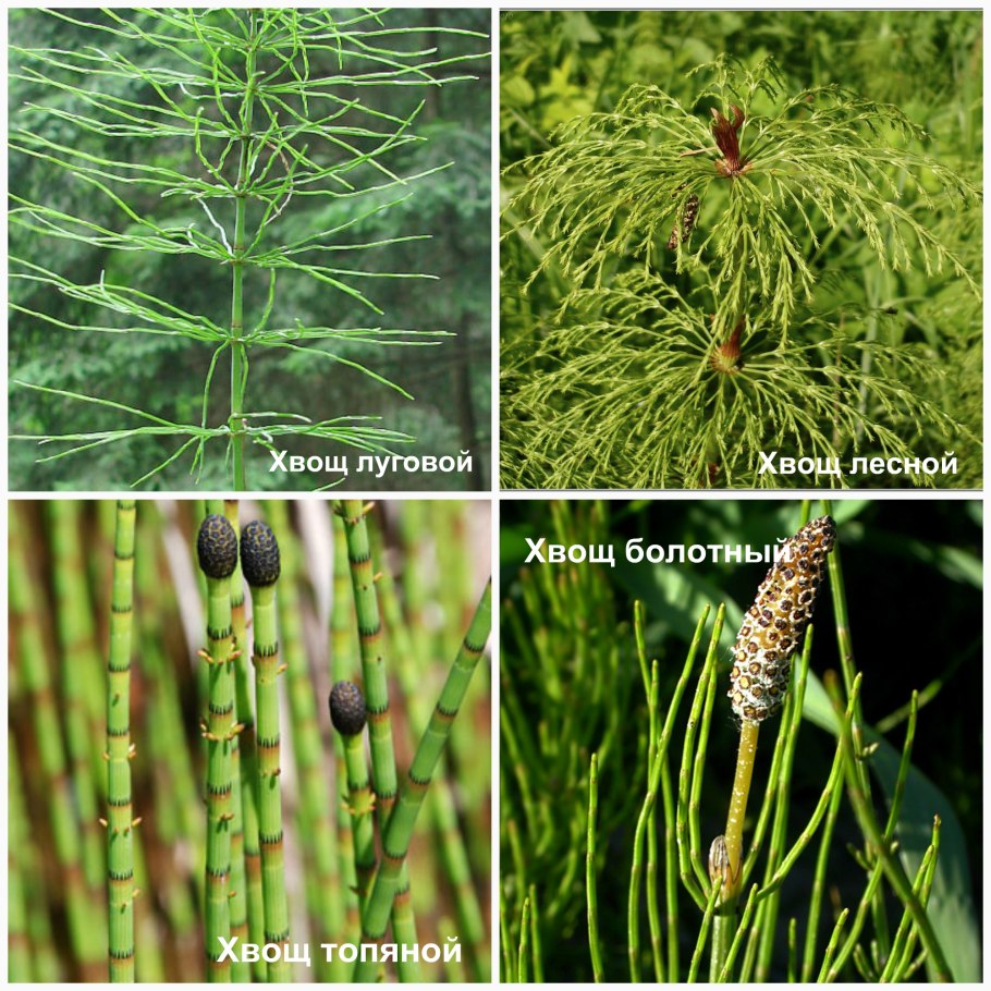 Хвощ полевой Луговой Лесной