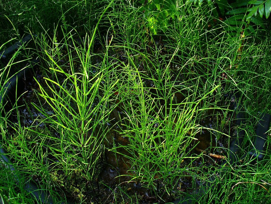 Equisetum arvense l