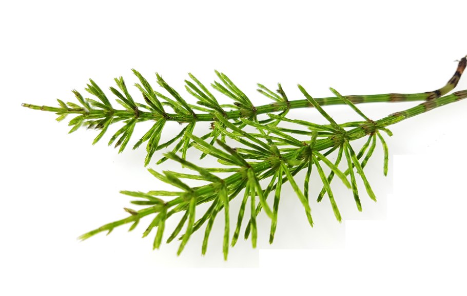 Хвощ полевой на белом