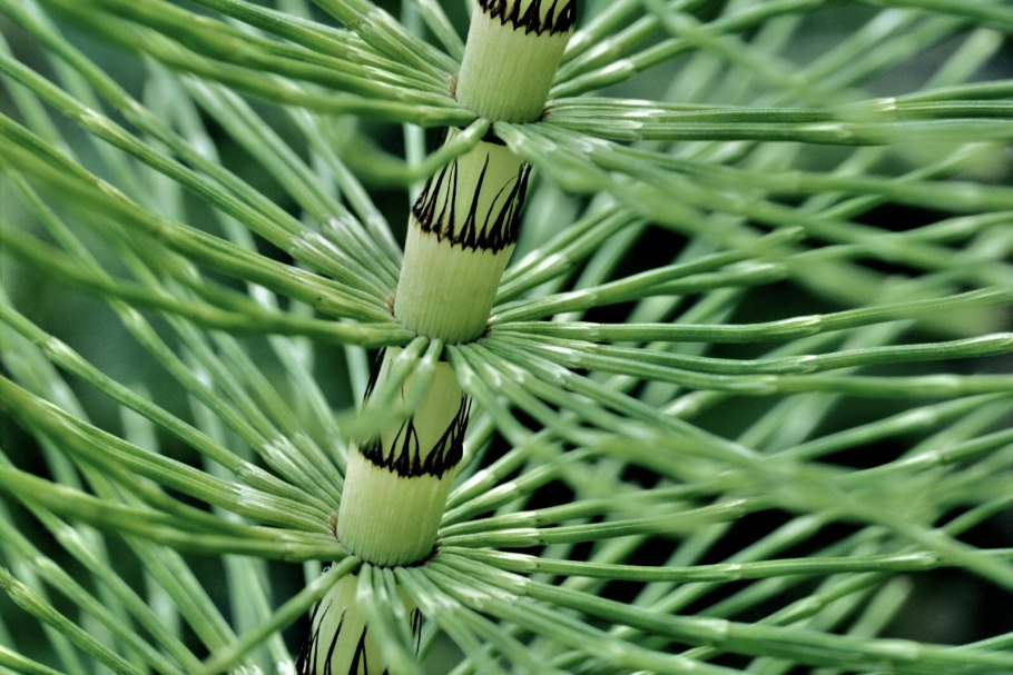 Артростела хвощей